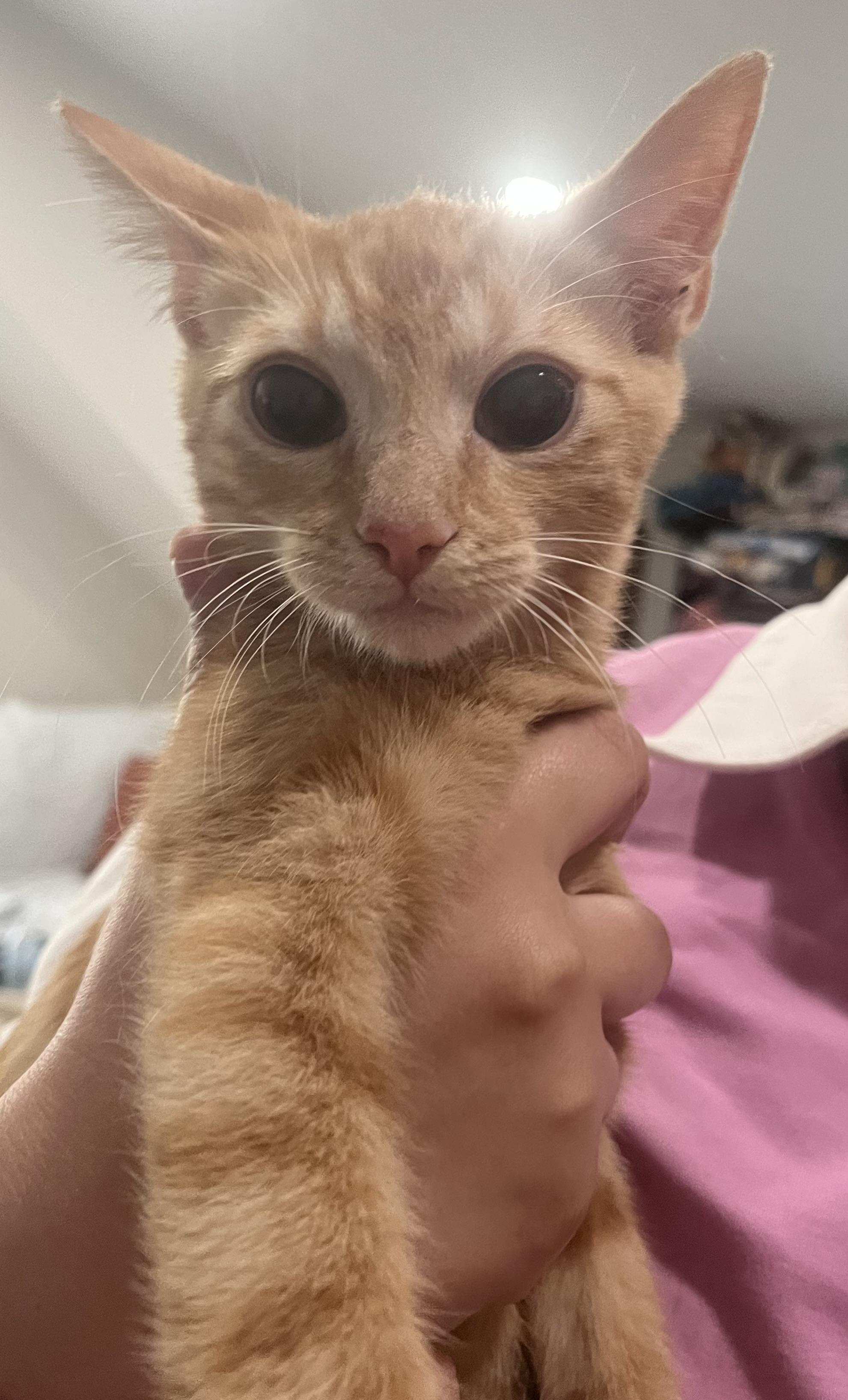 Enlarge Elio, The Big-Eyed Ginger Sweetheart, a Adoptable Tiger in Pickerinton, OH image 2/4