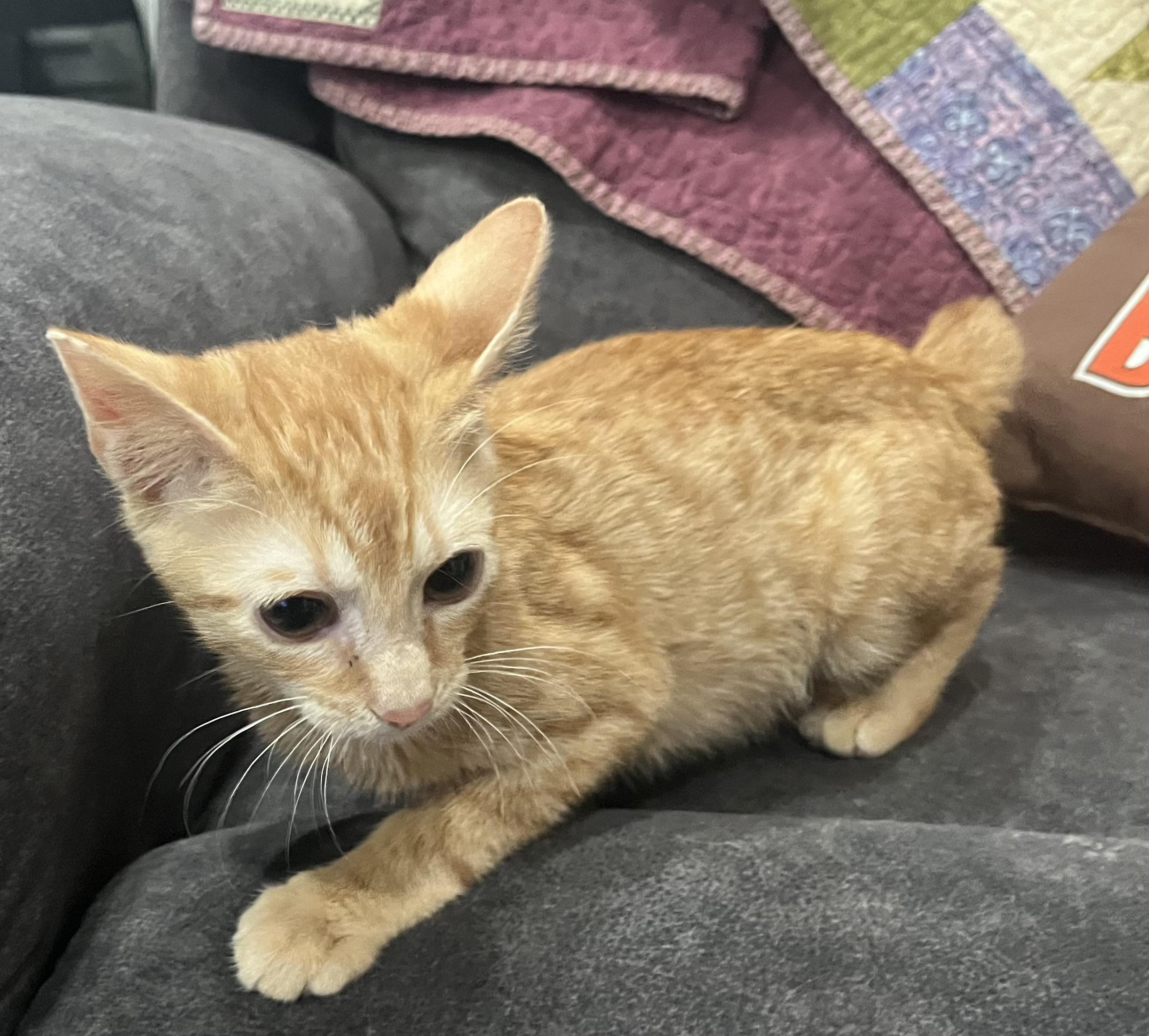 Enlarge Elio, The Big-Eyed Ginger Sweetheart, a Adoptable Tiger in Pickerinton, OH image 4/4