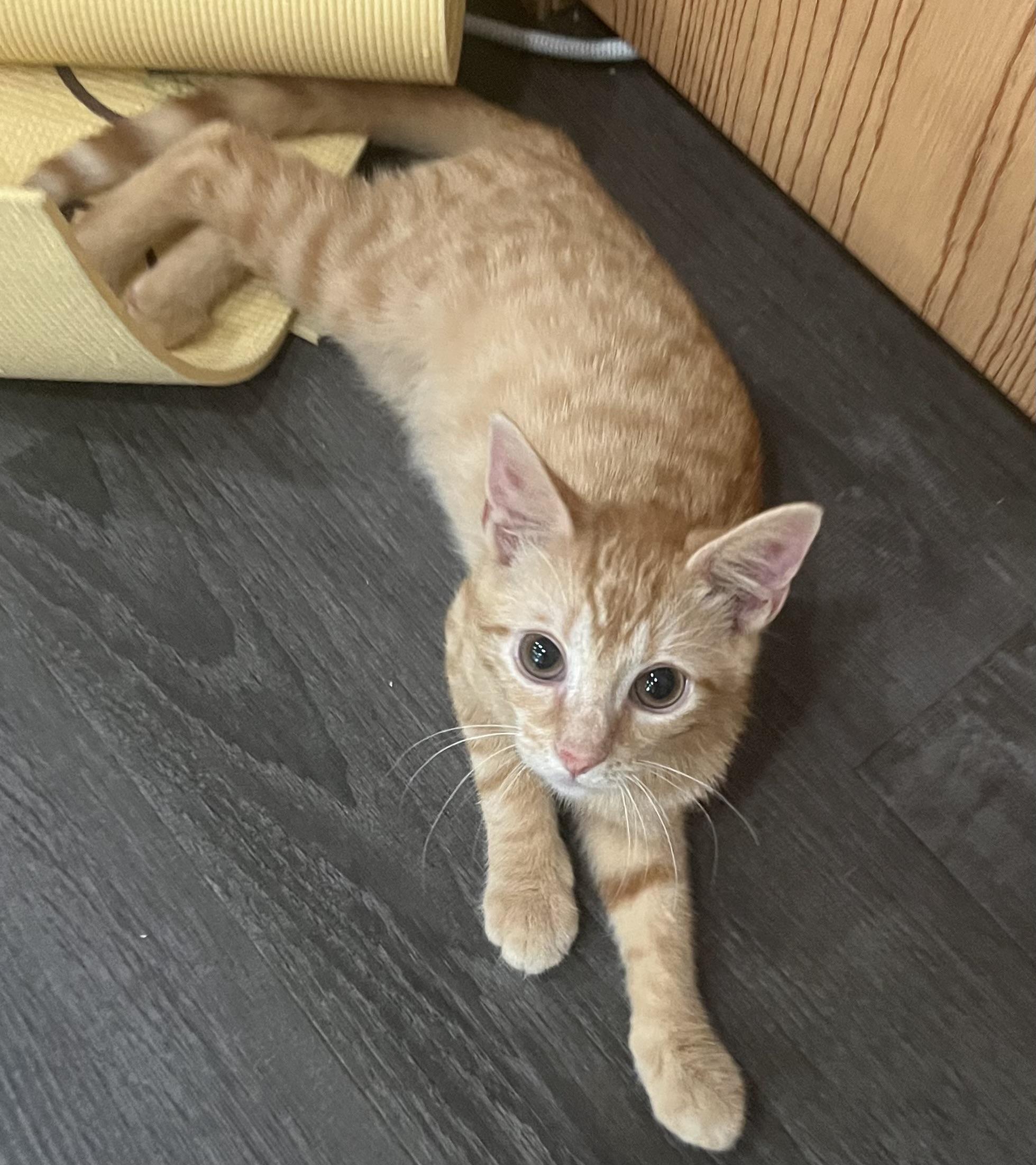 Enlarge Elio, The Big-Eyed Ginger Sweetheart, a Adoptable Tiger in Pickerinton, OH image 3/4