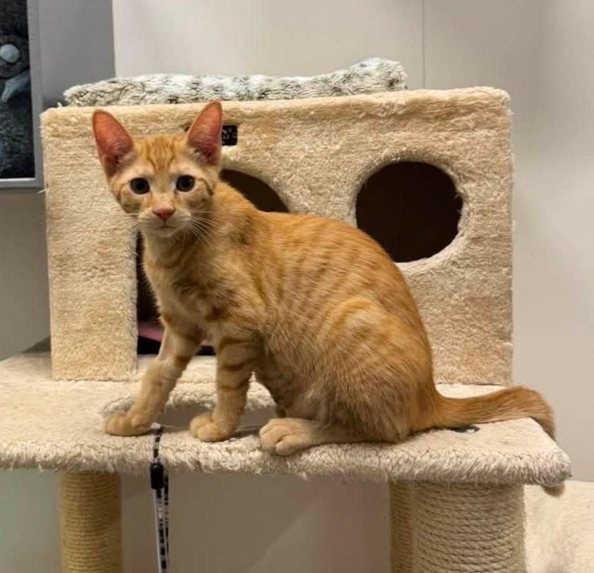 Elio, The Big-Eyed Ginger Sweetheart, Adoptable, Kitten Male Tiger.