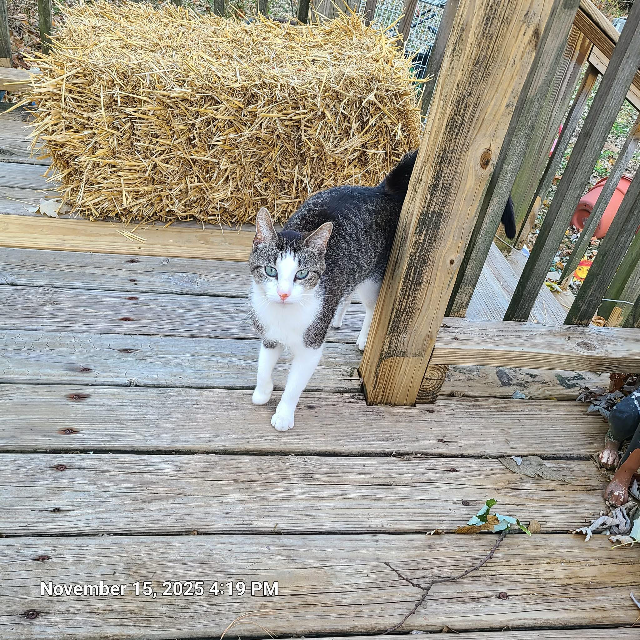 Carter, a ADOPTABLE Domestic Short Hair in Waynetown, IN image 2/3