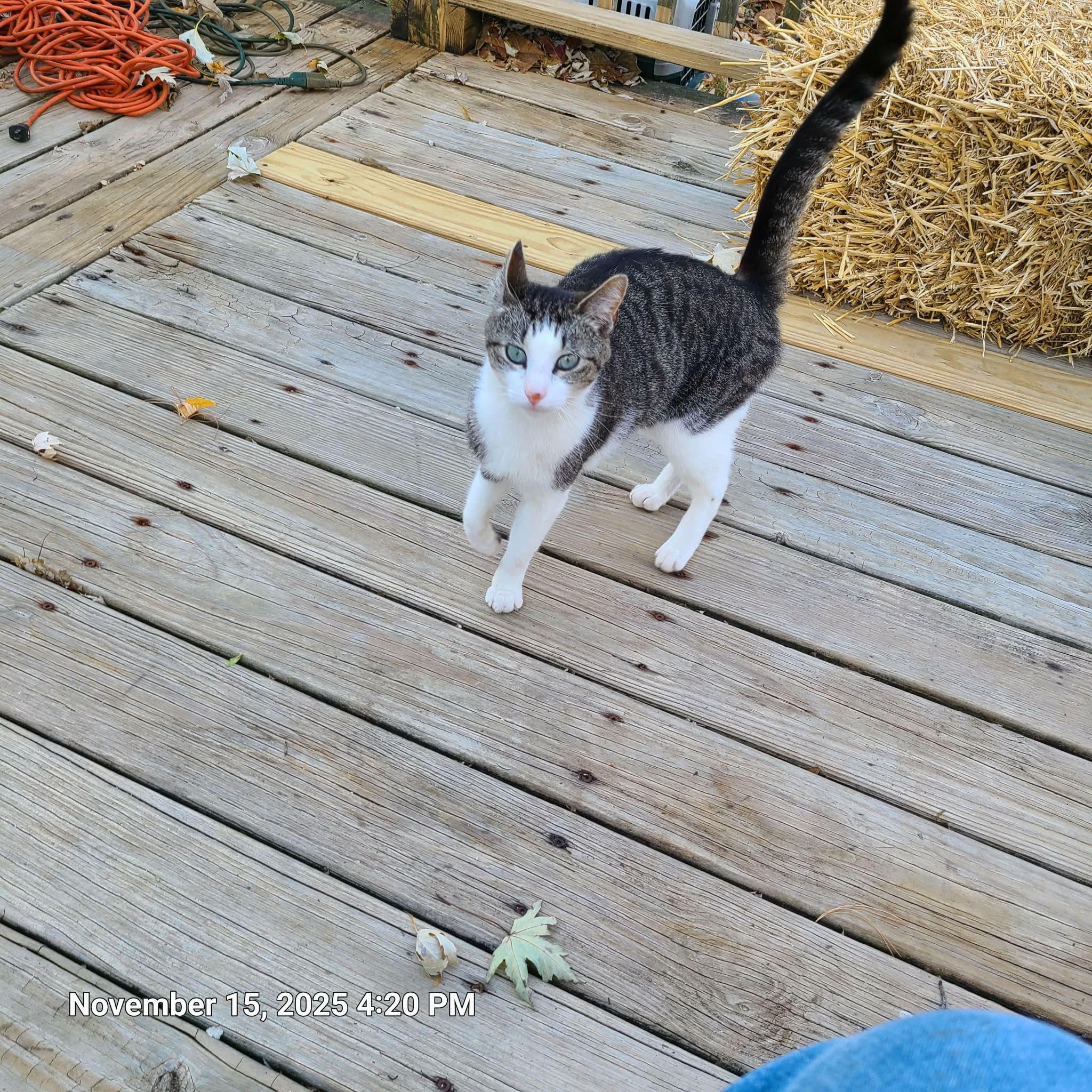 Carter, a ADOPTABLE Domestic Short Hair in Waynetown, IN image 3/3
