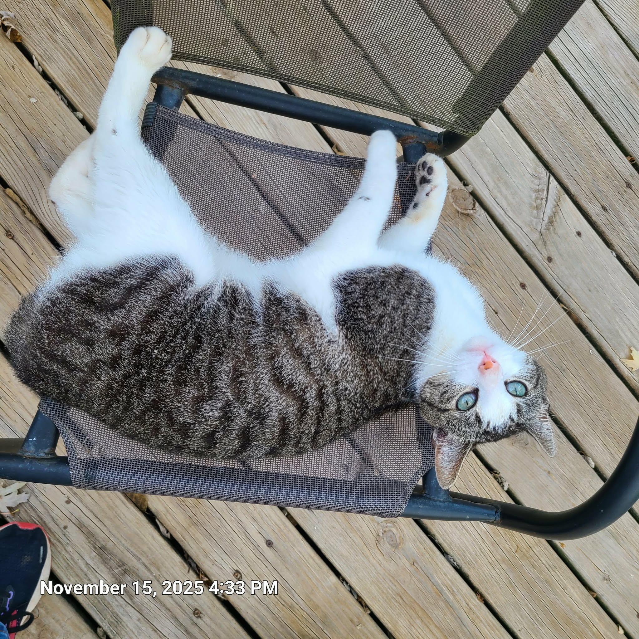 Carter, ADOPTABLE, Adult Male Domestic Short Hair.