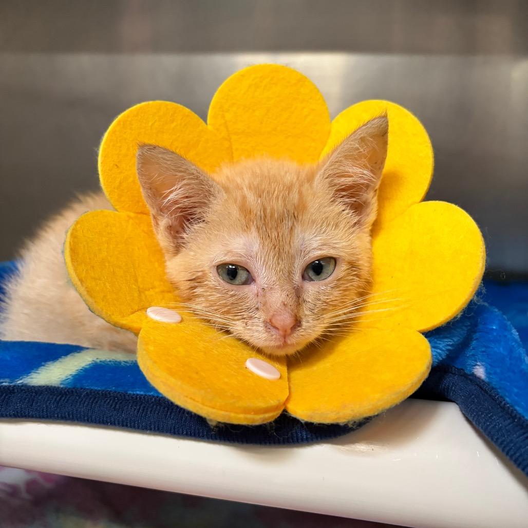 Enlarge Grub, a Adoptable Domestic Short Hair in Mentor, OH image 1/2