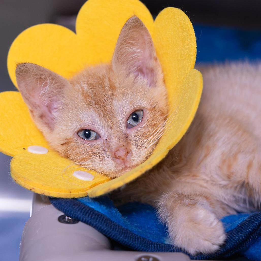 Enlarge Grub, a Adoptable Domestic Short Hair in Mentor, OH image 2/2