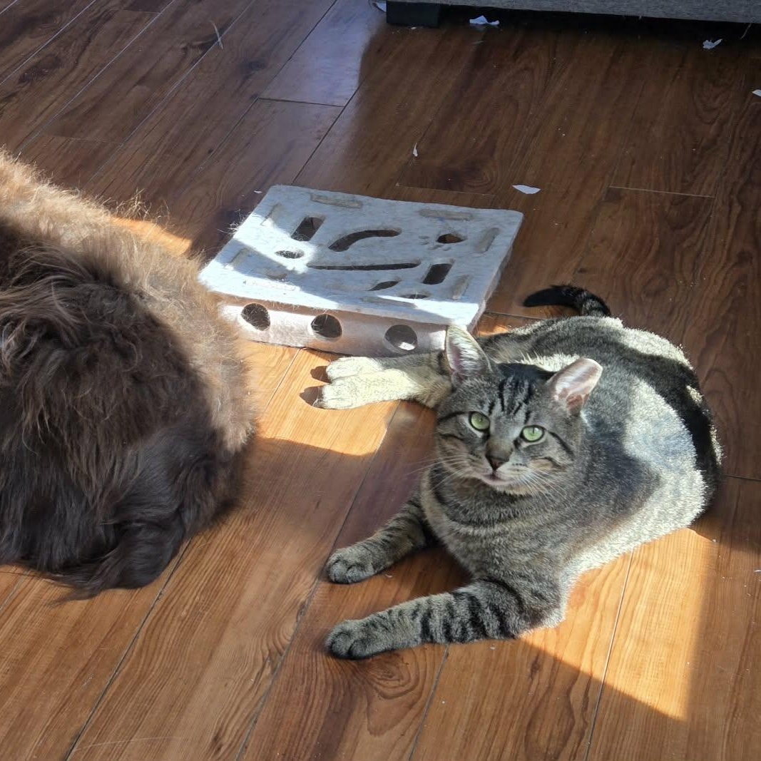Warrior (Wawa), an adopted Domestic Short Hair in Montreal, QC image 5/5