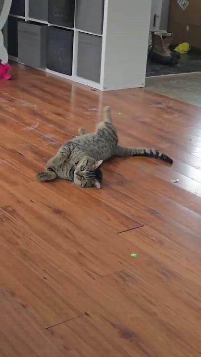Enlarge Warrior (Wawa), an adopted Domestic Short Hair in Montreal, QC video 3/5