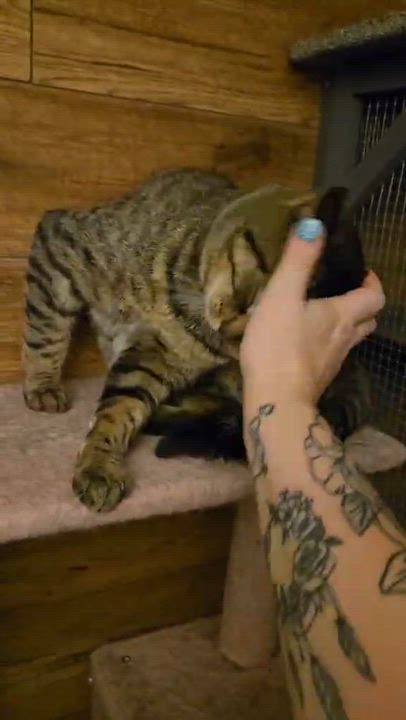Enlarge Warrior (Wawa), an adopted Domestic Short Hair in Montreal, QC video 2/5