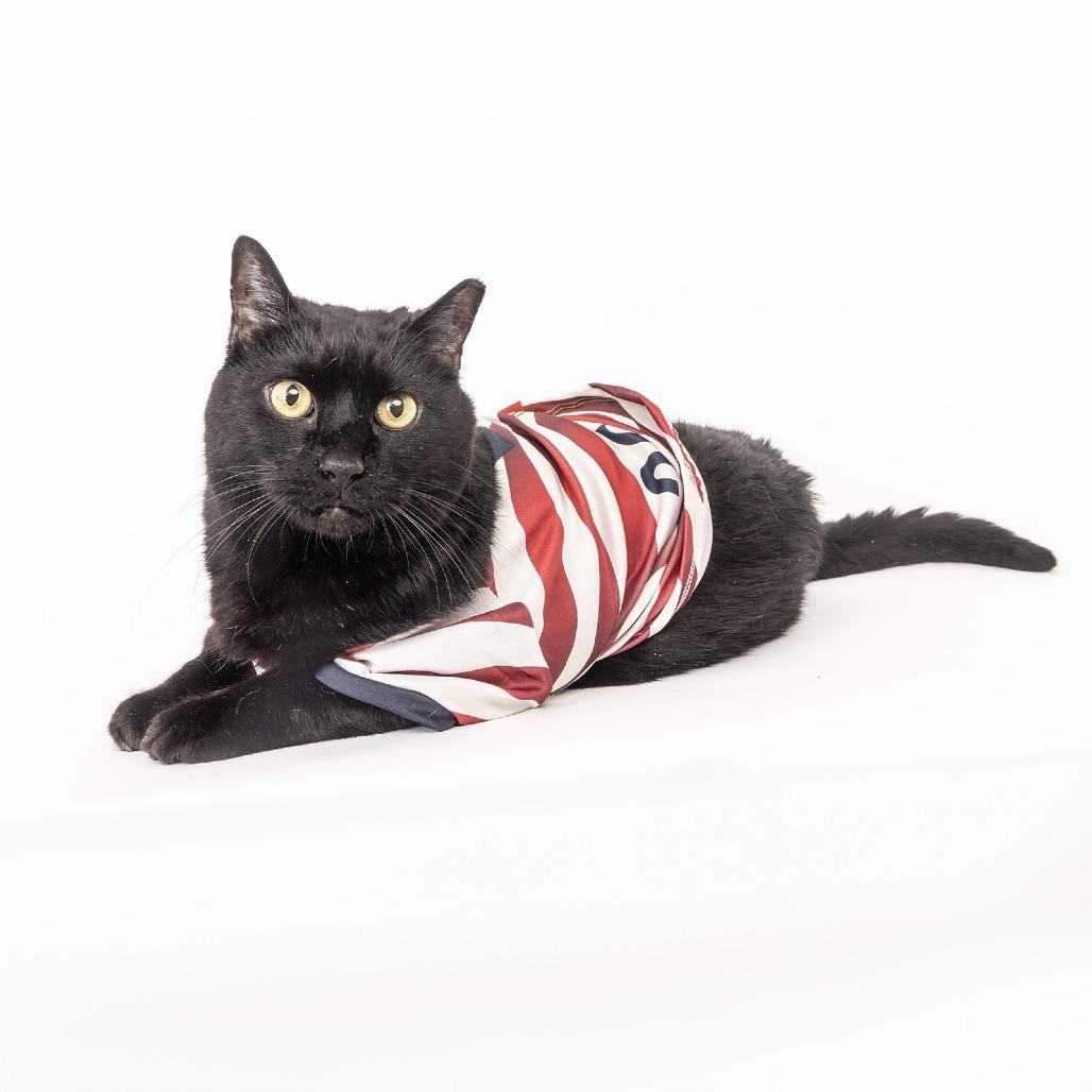 Feeny, a Adoptable Domestic Short Hair in Franklin, TN image 1/4