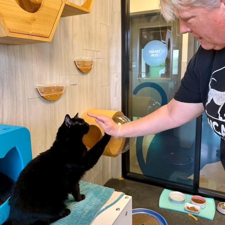 Feeny, a Adoptable Domestic Short Hair in Franklin, TN image 2/4