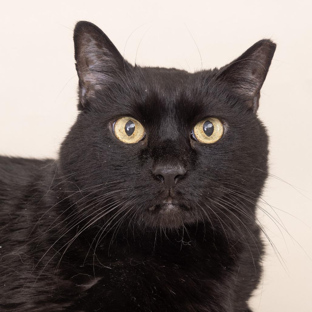 Feeny, a Adoptable Domestic Short Hair in Franklin, TN image 3/4