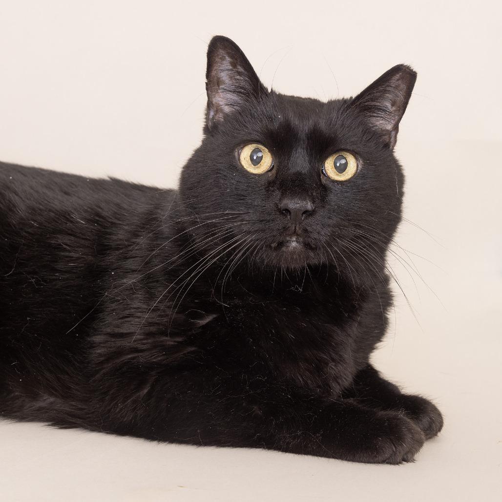 Feeny, a Adoptable Domestic Short Hair in Franklin, TN image 4/4
