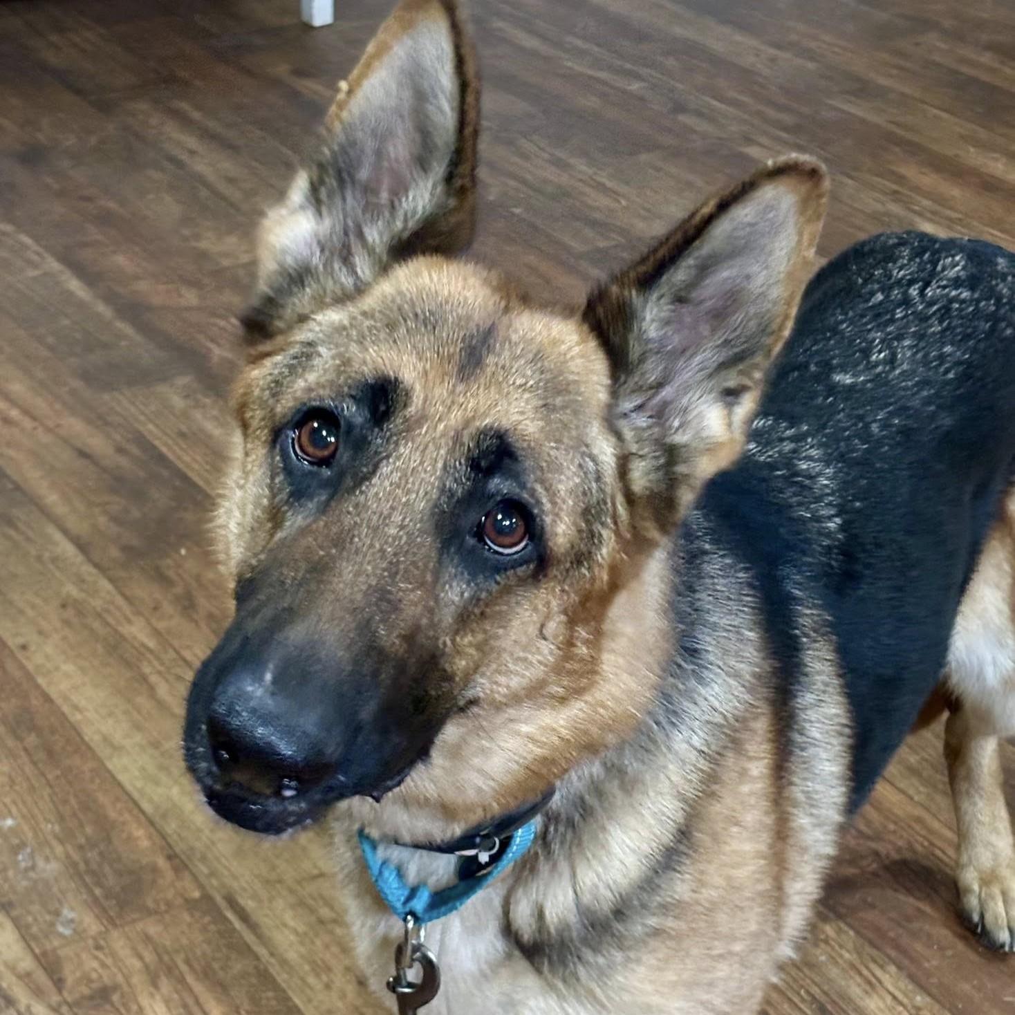 Hannah, an adoptable German Shepherd Dog in Phoenixville, PA image 3/6