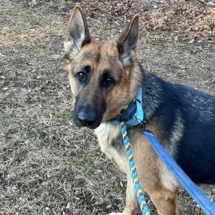 Hannah, an adoptable German Shepherd Dog in Phoenixville, PA image 4/6