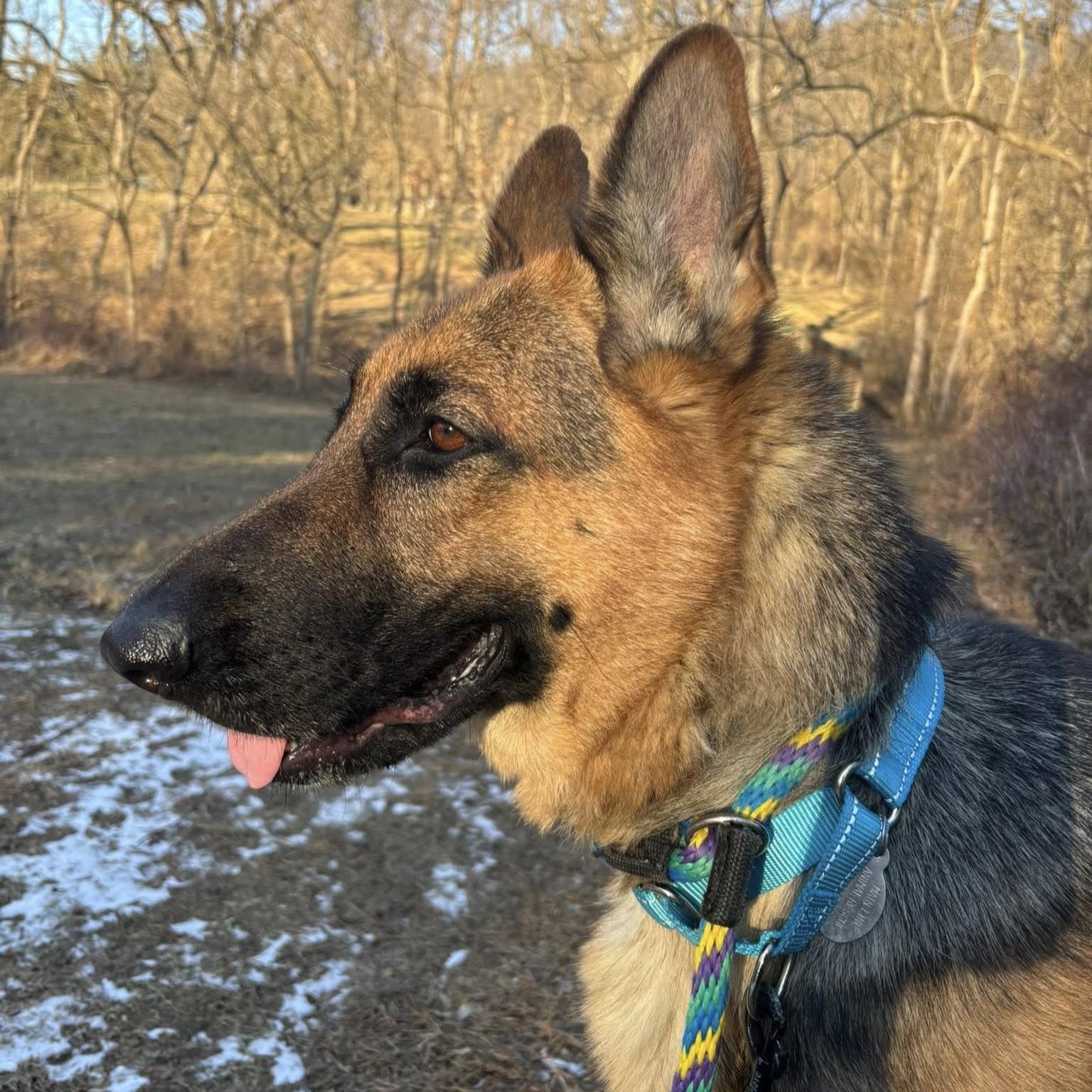 Hannah, an adoptable German Shepherd Dog in Phoenixville, PA image 2/6