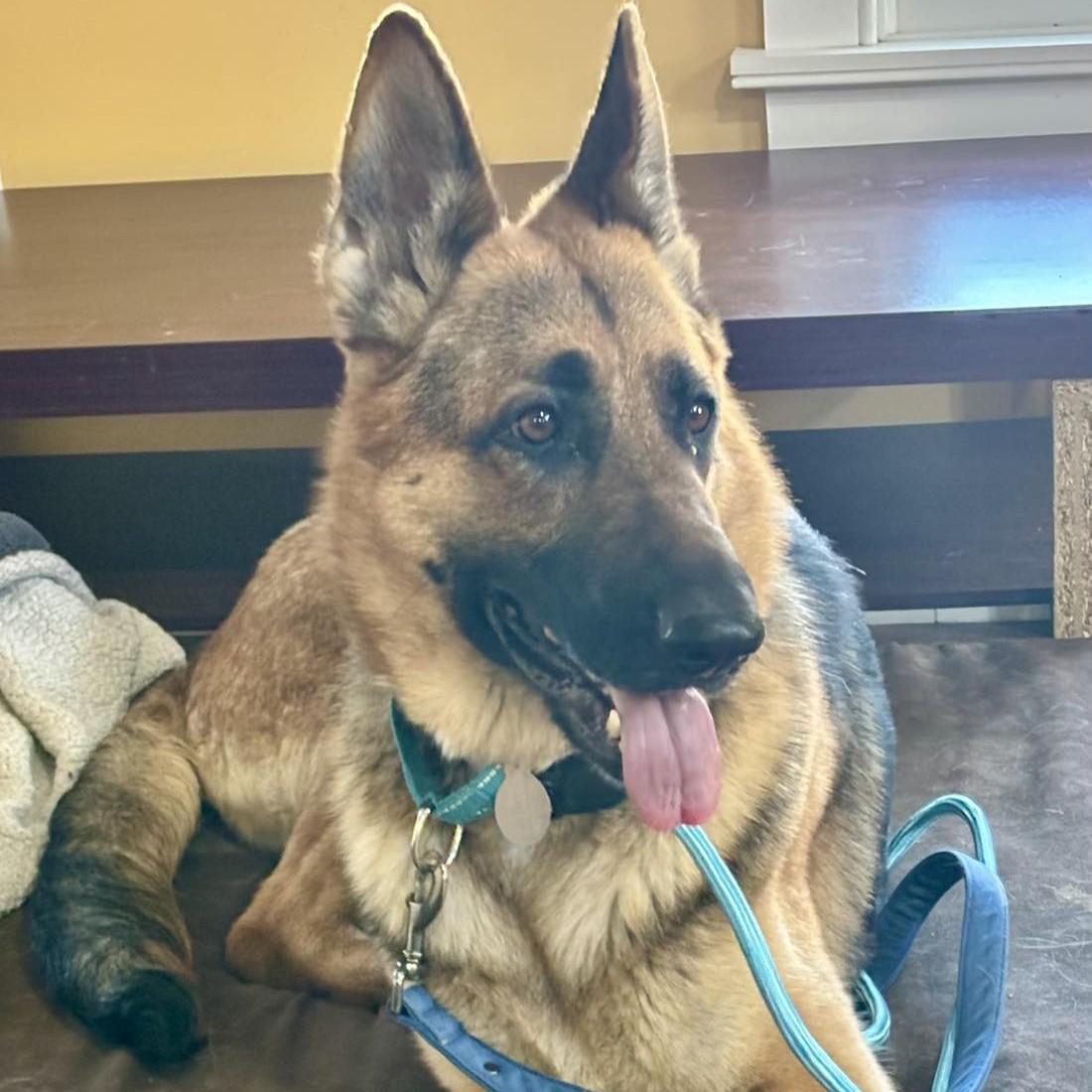Hannah, an adoptable German Shepherd Dog in Phoenixville, PA image 5/6