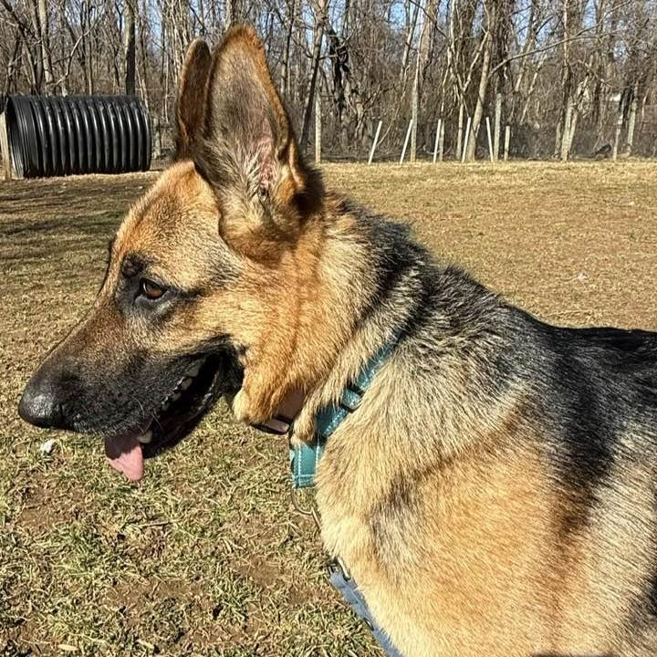 Hannah, an adoptable German Shepherd Dog in Phoenixville, PA image 6/6