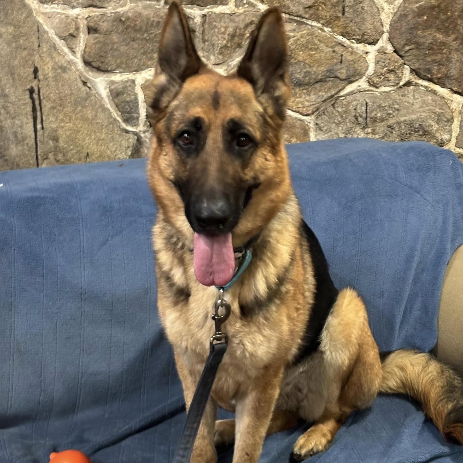 Hannah, adoptable, Adult Female German Shepherd Dog.