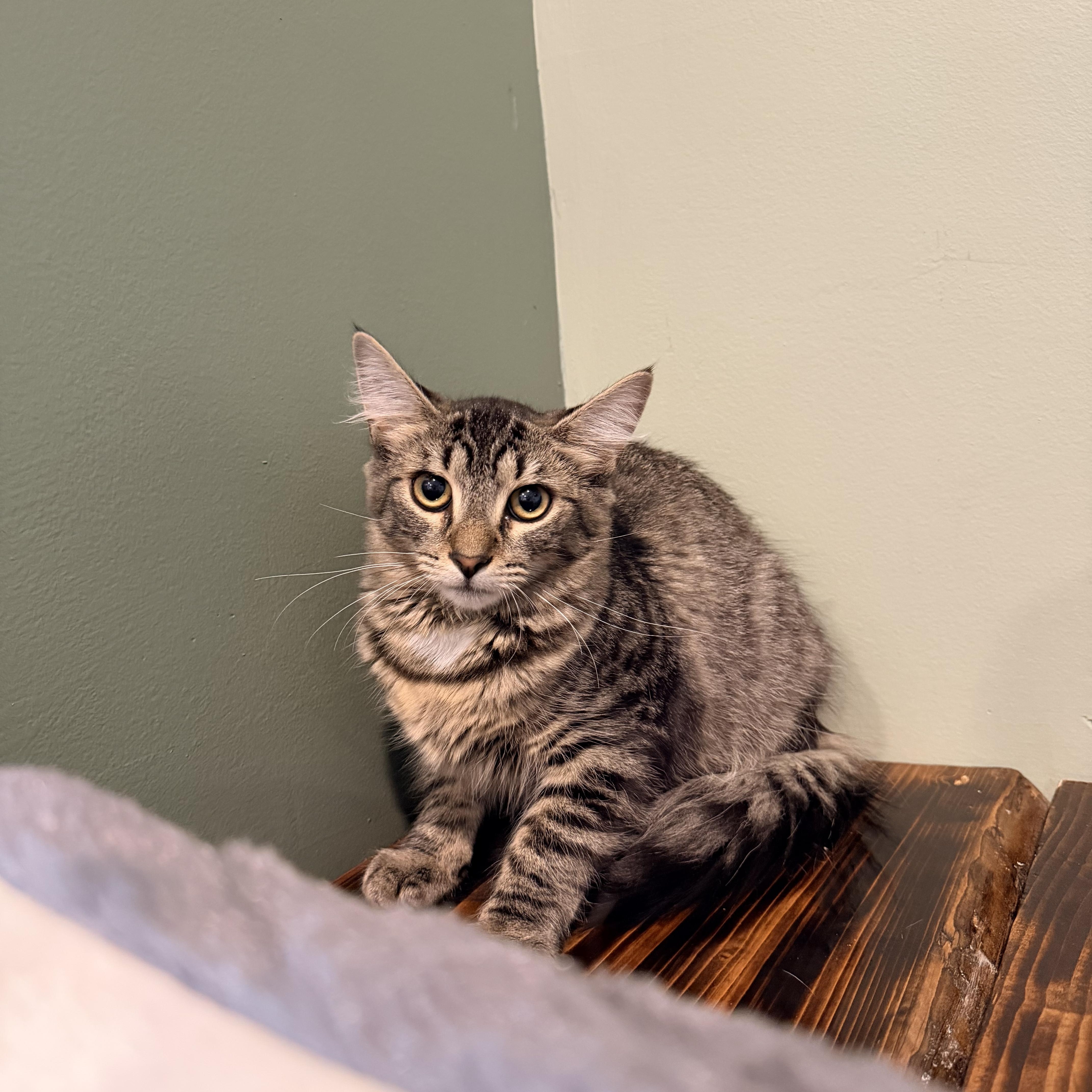 Enlarge Snow Cone, an adopted Domestic Long Hair in Bellmawr, NJ image 2/2