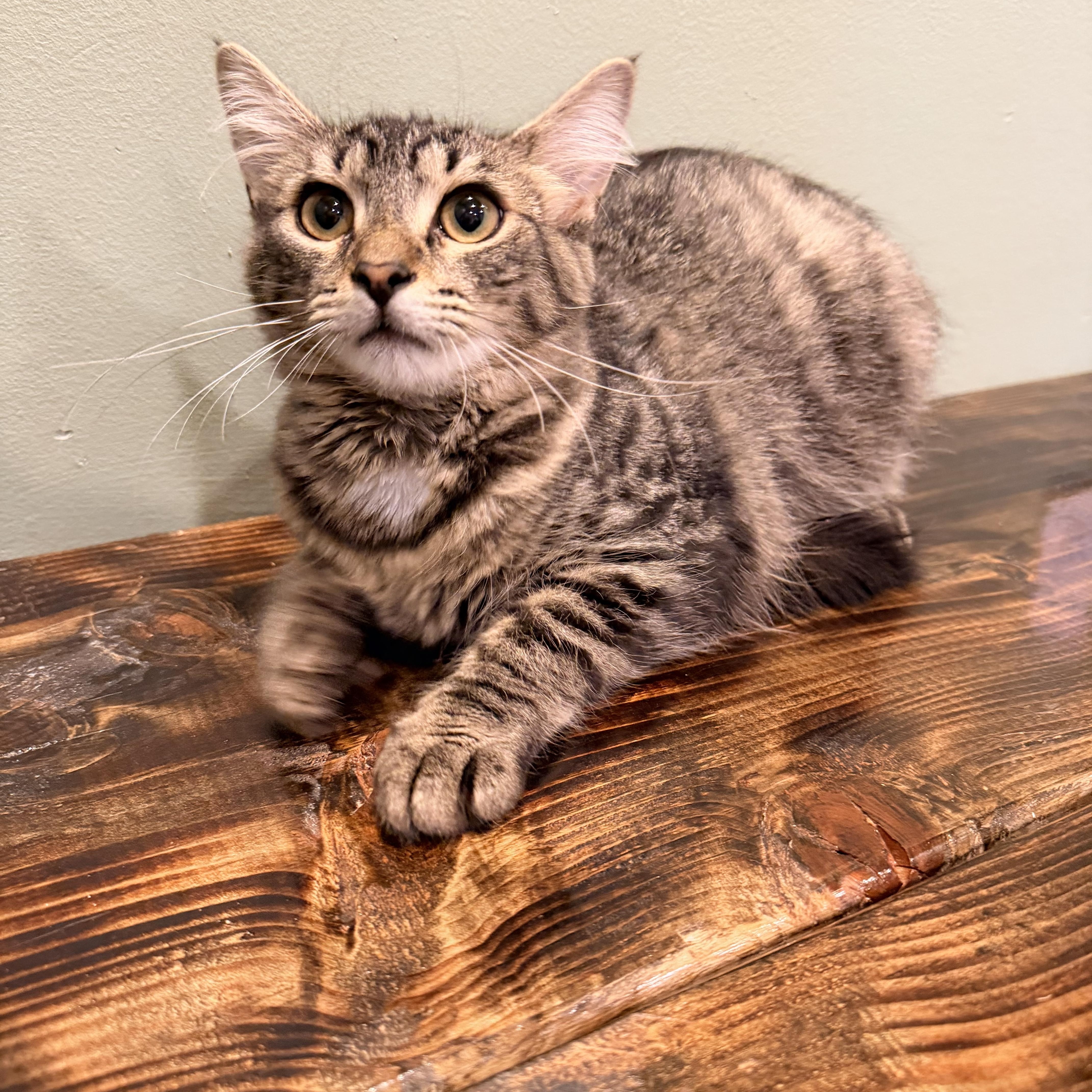 Snow Cone, adopted, Kitten Female Domestic Long Hair.