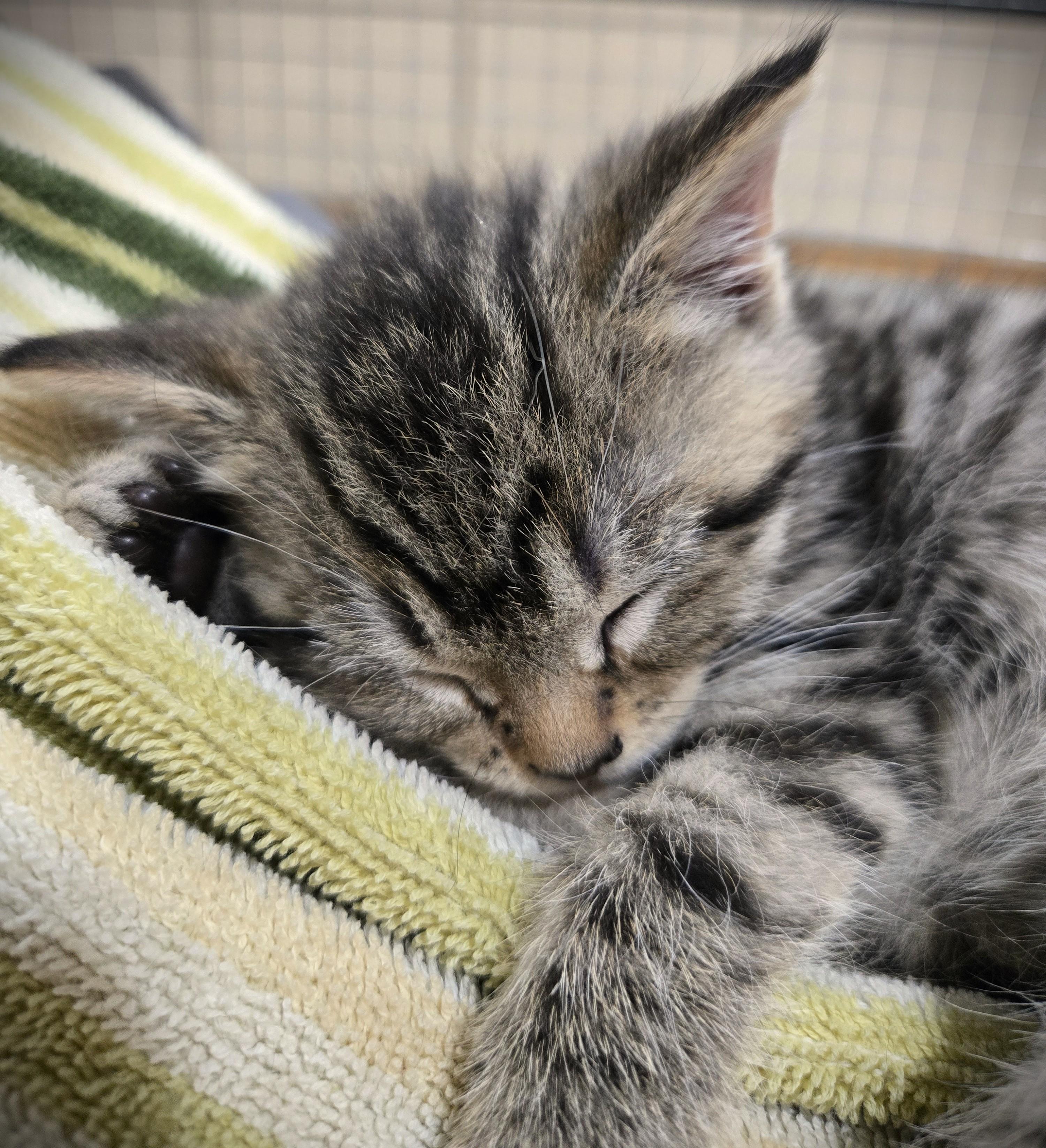 Mo (Mocha), ADOPTABLE, Kitten Female Domestic Short Hair.