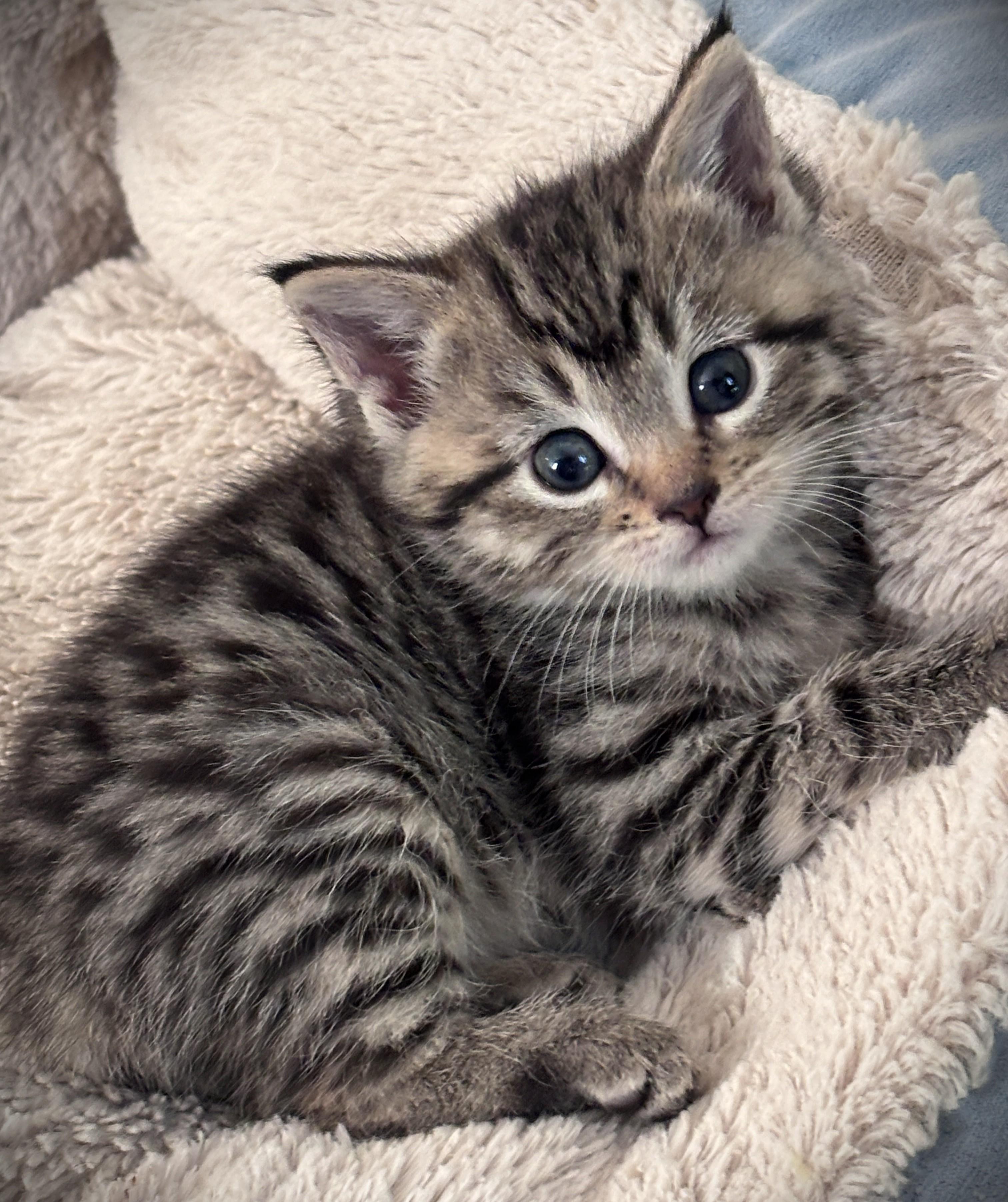 Enlarge Mo (Mocha), a ADOPTABLE Domestic Short Hair in Mankato, MN image 2/6