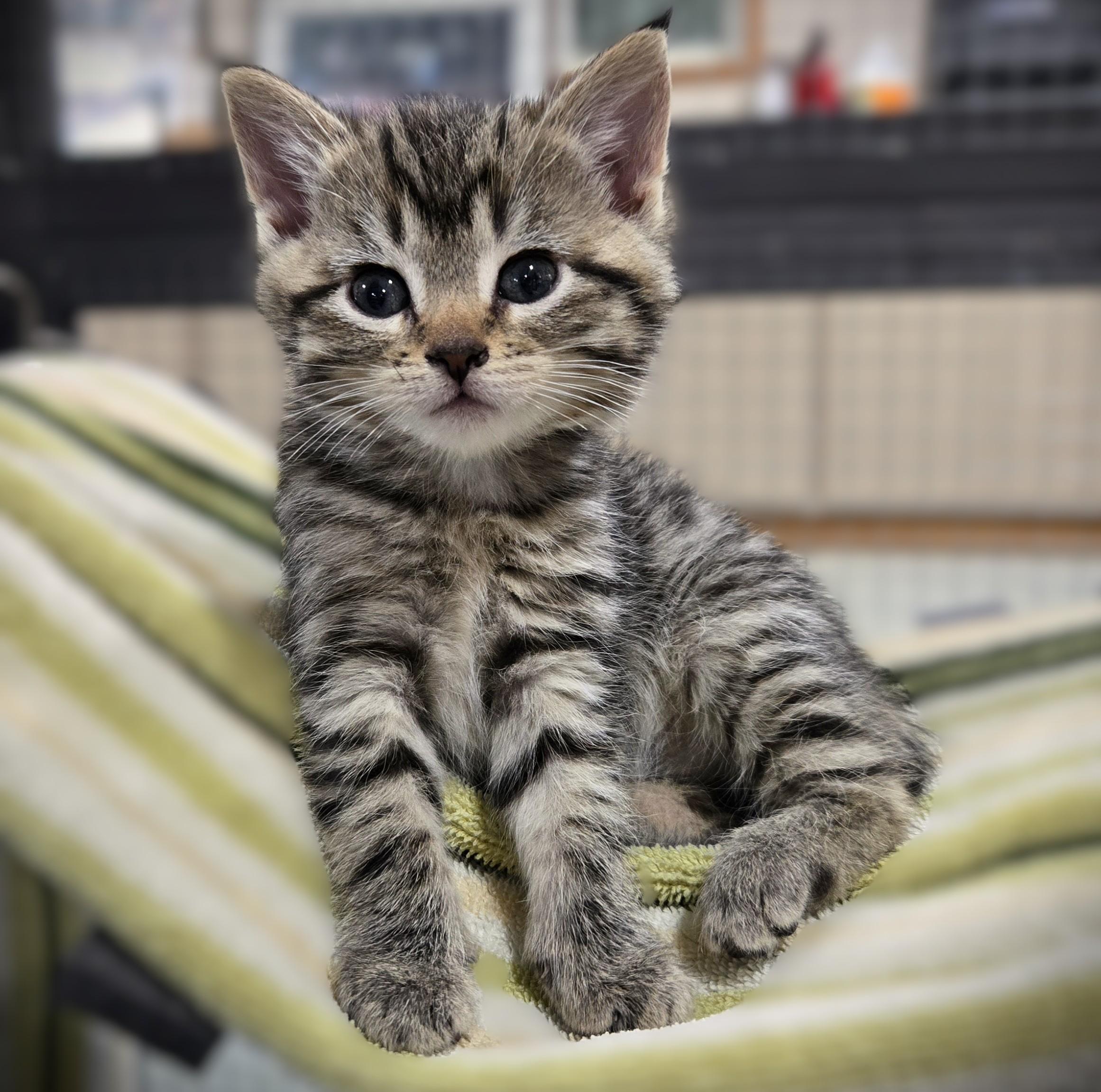Enlarge Mo (Mocha), a ADOPTABLE Domestic Short Hair in Mankato, MN image 5/6