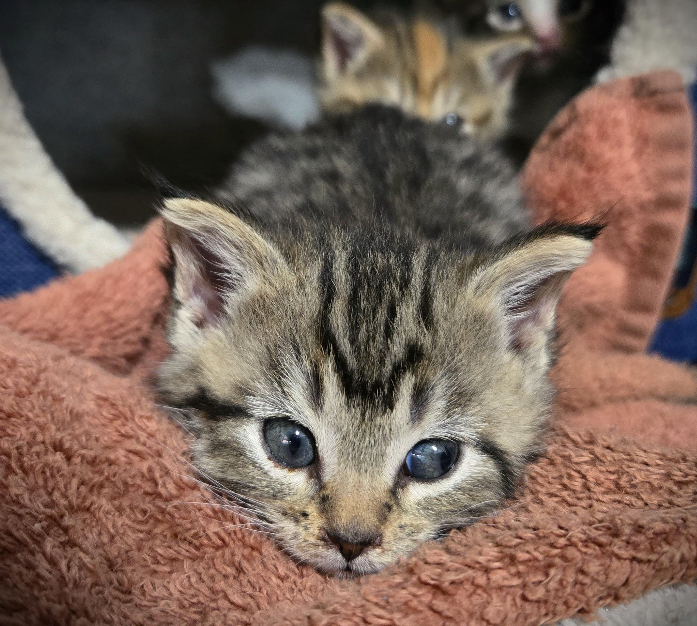 Enlarge Mo (Mocha), a ADOPTABLE Domestic Short Hair in Mankato, MN image 3/6
