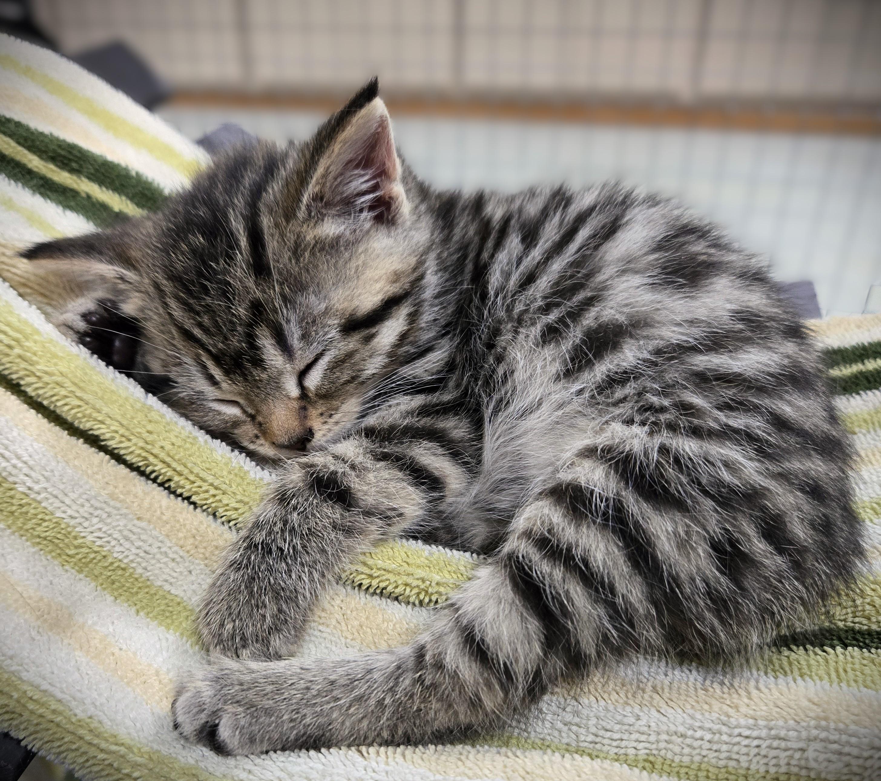 Enlarge Mo (Mocha), a ADOPTABLE Domestic Short Hair in Mankato, MN image 4/6