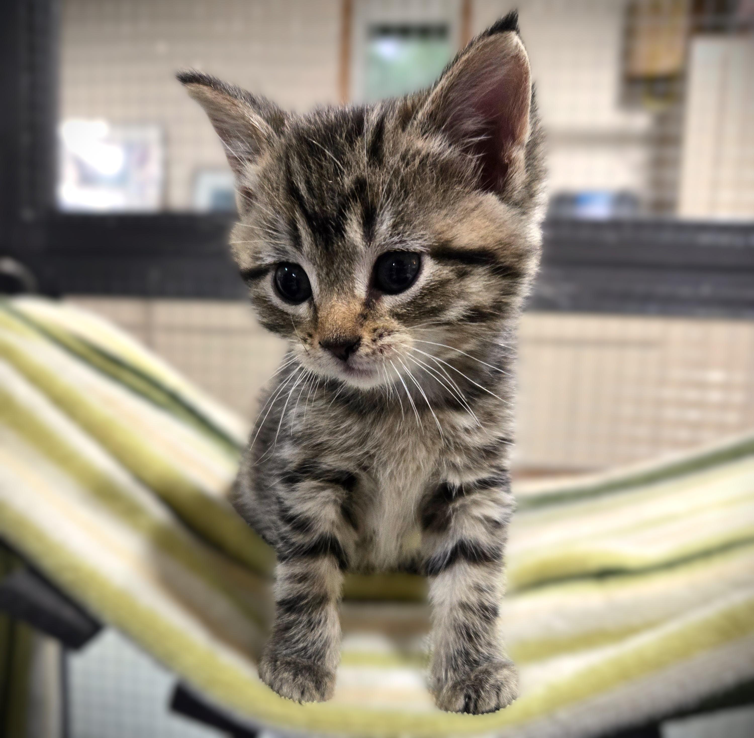Enlarge Mo (Mocha), a ADOPTABLE Domestic Short Hair in Mankato, MN image 6/6