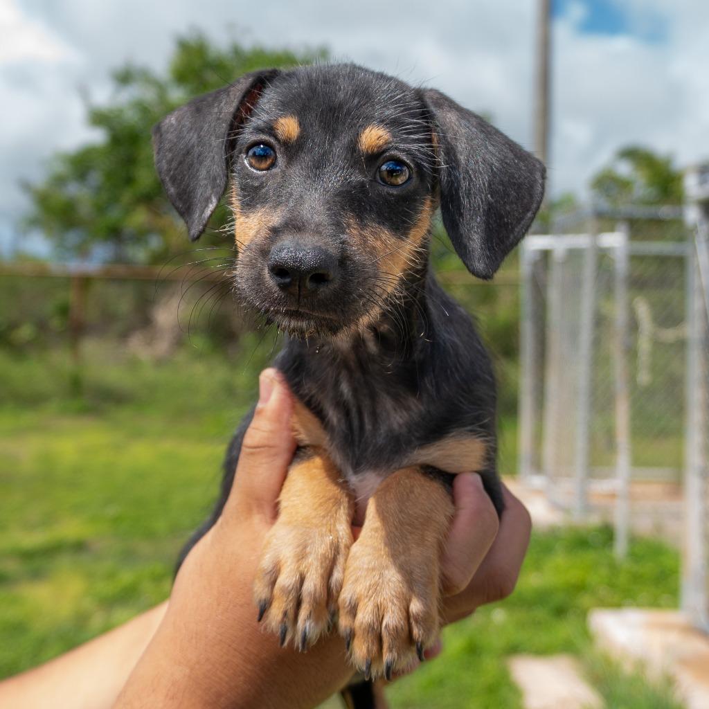 Enlarge Sadie, a Adoptable mixed breed in Mangilao, GU image 2/2