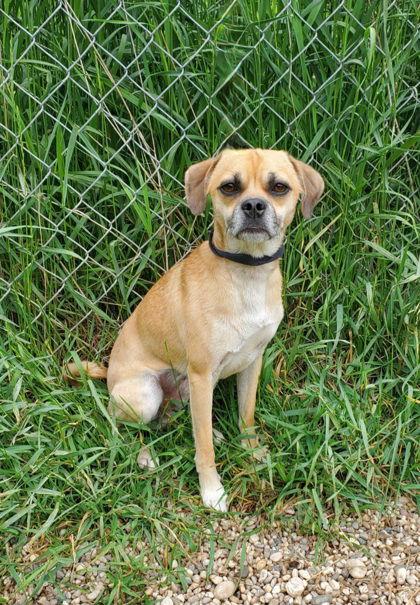 Scooby (6755), Adopted, Young Male Pug & Chihuahua.