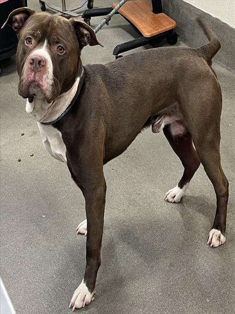 BRUNO, Adoptable, Adult Male Pit Bull Terrier.