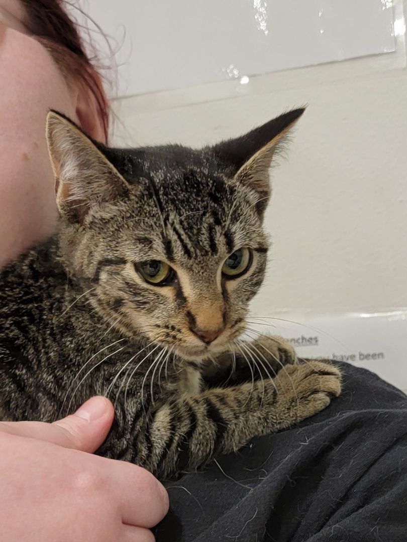 Tahoe, Adoptable, Young Female Tabby.
