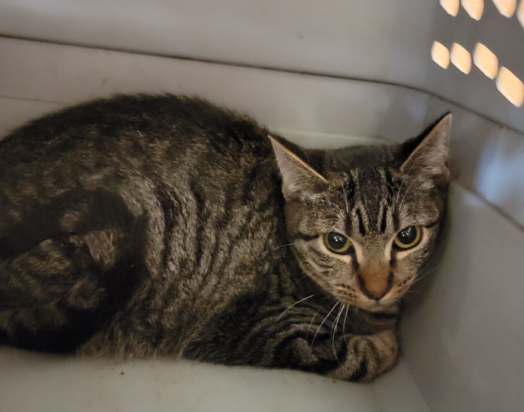 Enlarge Tahoe, a Adoptable Tabby in Spring, TX image 2/6