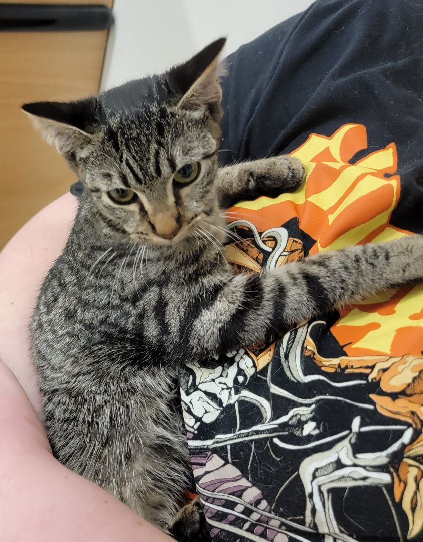 Cat for adoption - Tahoe, a Tabby in Spring, TX | Petfinder