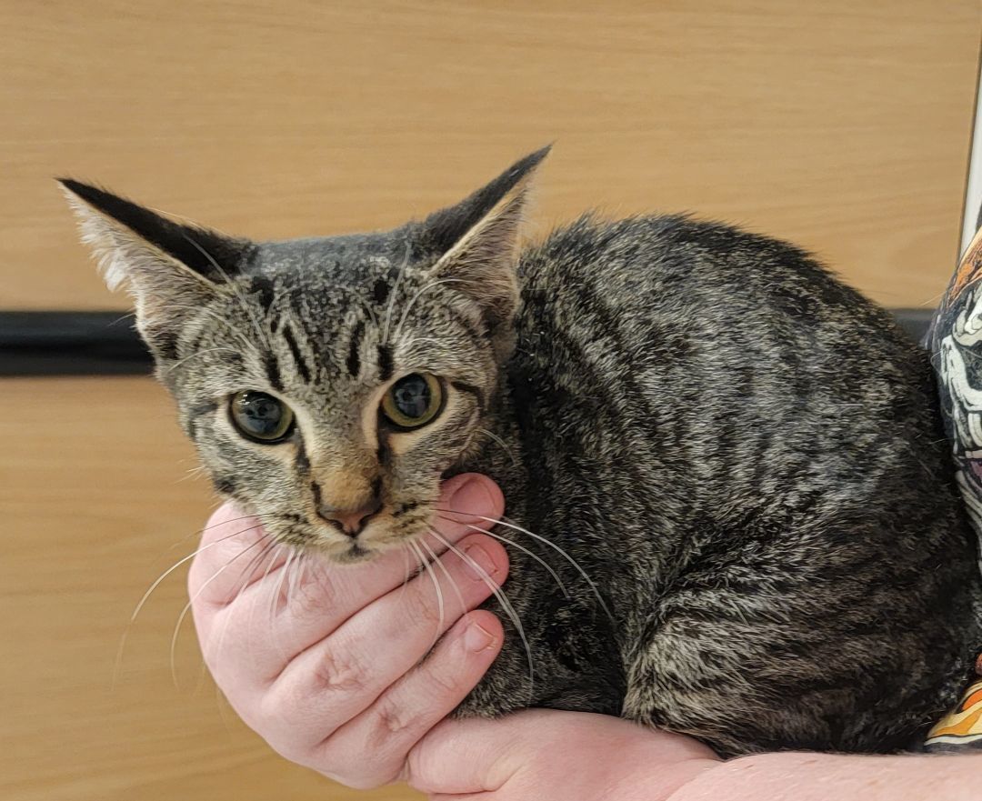 Enlarge Tahoe, a Adoptable Tabby in Spring, TX image 4/6