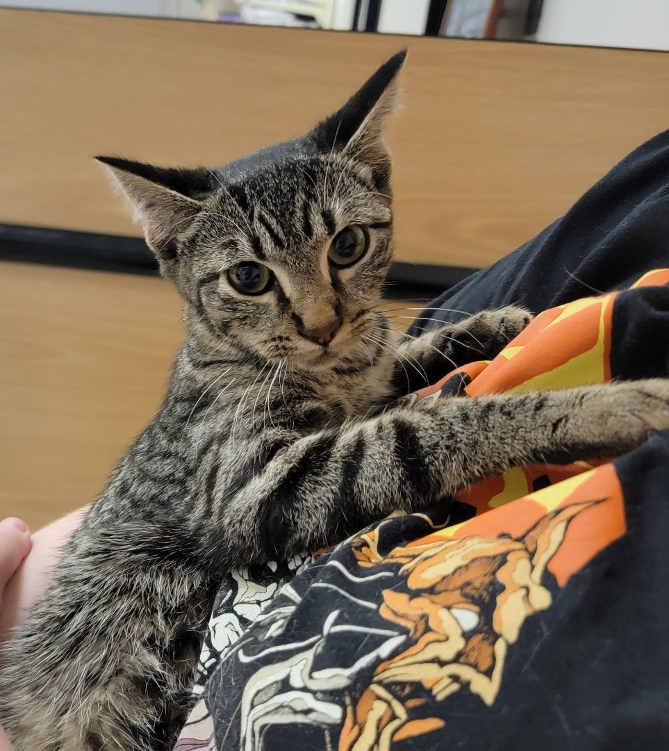 Enlarge Tahoe, a Adoptable Tabby in Spring, TX image 5/6