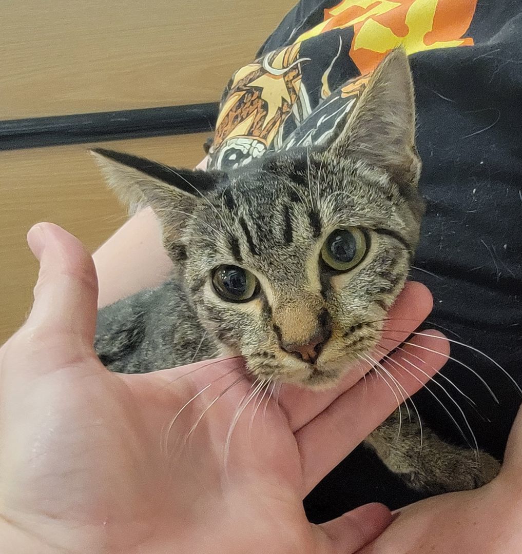Enlarge Tahoe, a Adoptable Tabby in Spring, TX image 6/6