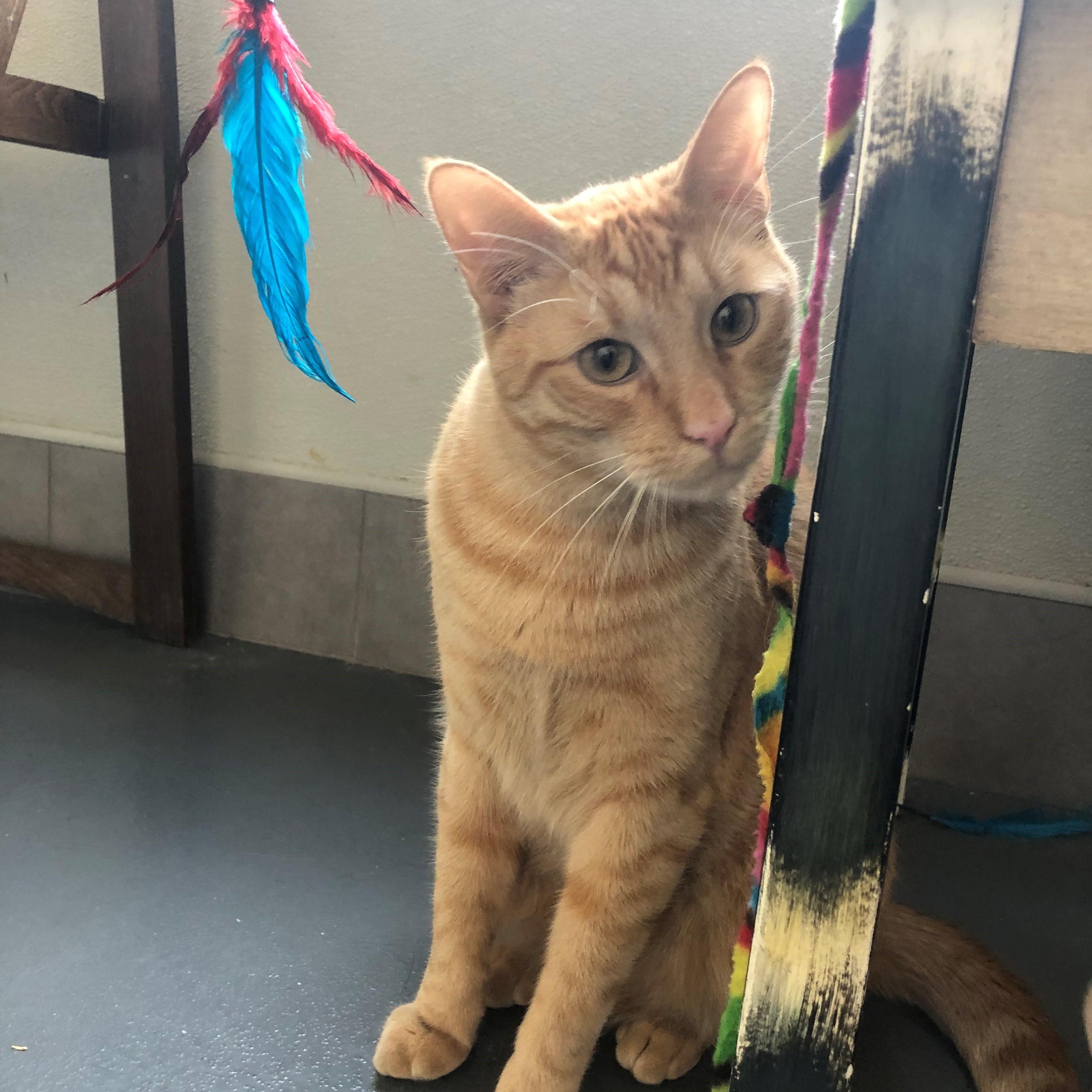 Calvin — thumbnail 2