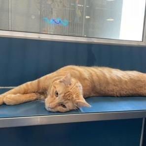 Calvin — thumbnail 3