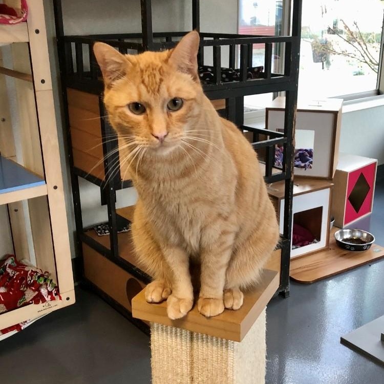 Calvin — thumbnail 4