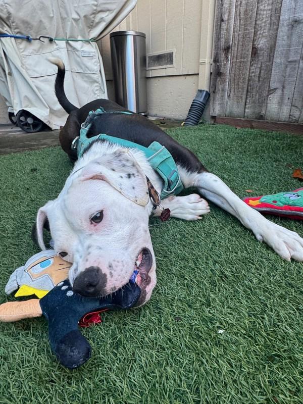 Enlarge Fruit Punch, a Adoptable mixed breed in Santa Rosa, CA image 1/6