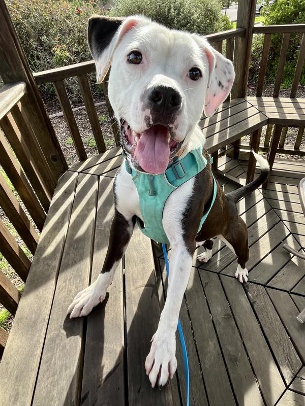 Enlarge Fruit Punch, a Adoptable mixed breed in Santa Rosa, CA image 2/6