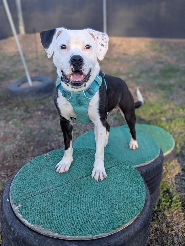 Enlarge Fruit Punch, a Adoptable mixed breed in Santa Rosa, CA image 3/6