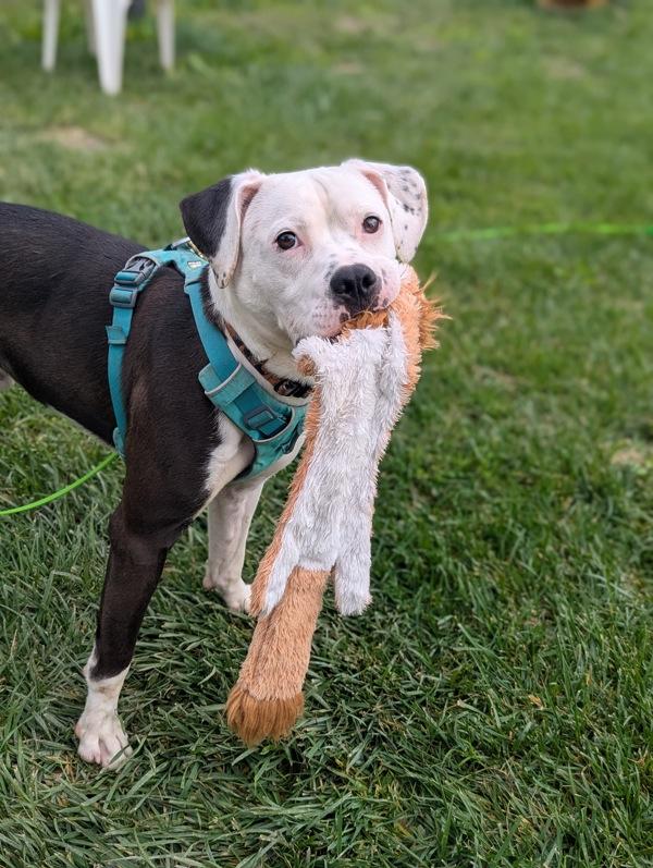 Enlarge Fruit Punch, a Adoptable mixed breed in Santa Rosa, CA image 4/6