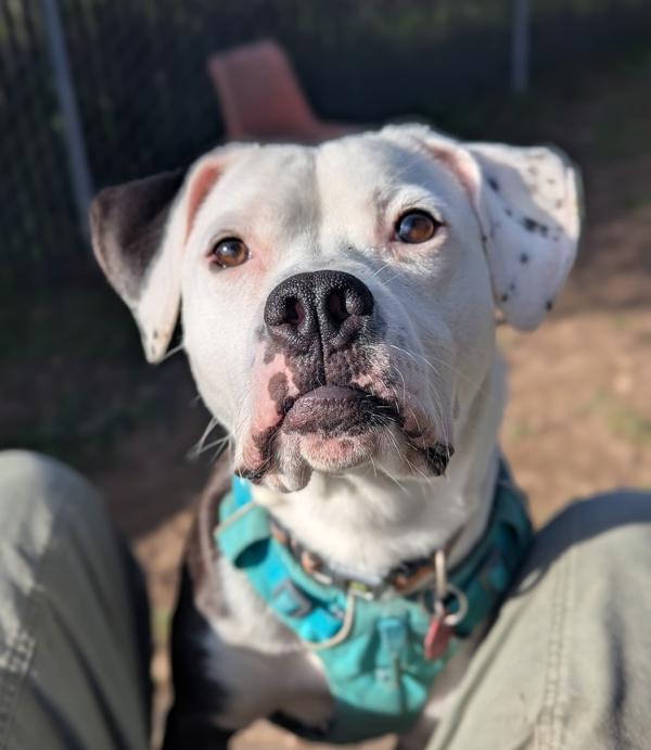 Enlarge Fruit Punch, a Adoptable mixed breed in Santa Rosa, CA image 5/6