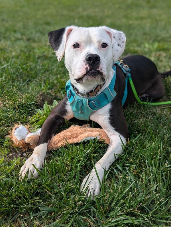 Enlarge Fruit Punch, a Adoptable mixed breed in Santa Rosa, CA image 6/6