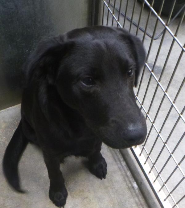 Bane, Adoptable, Young Male Labrador Retriever.