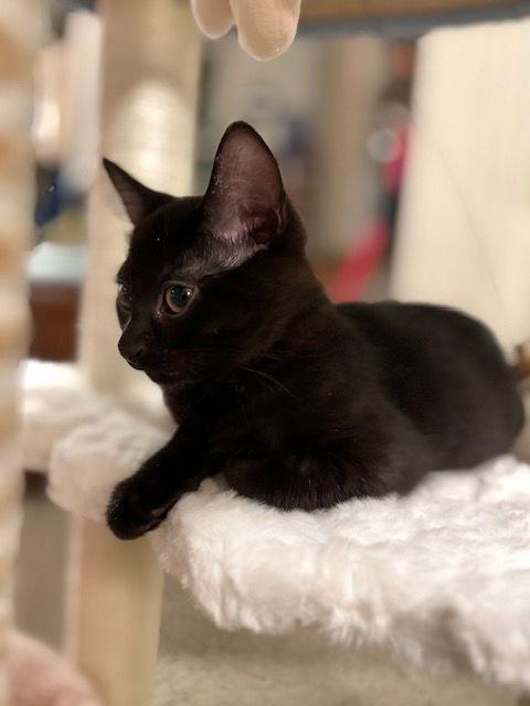 Biscuit & Jet, Adopted, Kitten Female Domestic Short Hair.